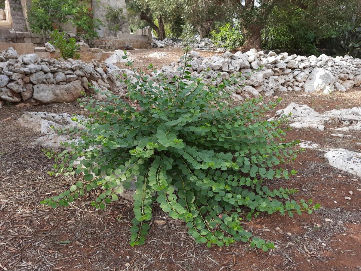 אלסאנו Casa Morena מראה חיצוני תמונה